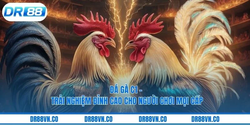 Đá Gà C1 - Trải Nghiệm Đỉnh Cao Cho Người Chơi Mọi Cấp