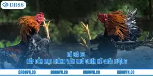 Đá Gà C3 Hấp Dẫn Mọi Thành Viên Nhờ Chiến Kê Chất Lượng