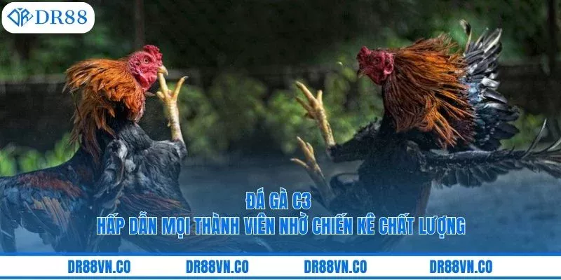 Đá Gà C3 Hấp Dẫn Mọi Thành Viên Nhờ Chiến Kê Chất Lượng