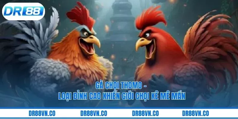 Gà Chọi Thomo - Loại Đỉnh Cao Khiến Giới Chọi Kê Mê Mẩn