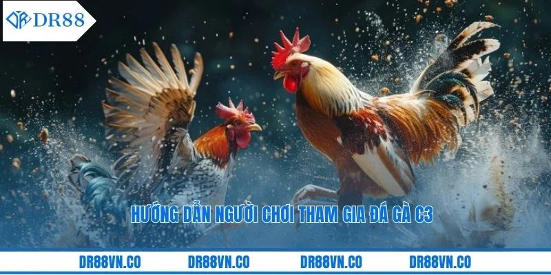 Hướng dẫn người chơi tham gia đá gà C3