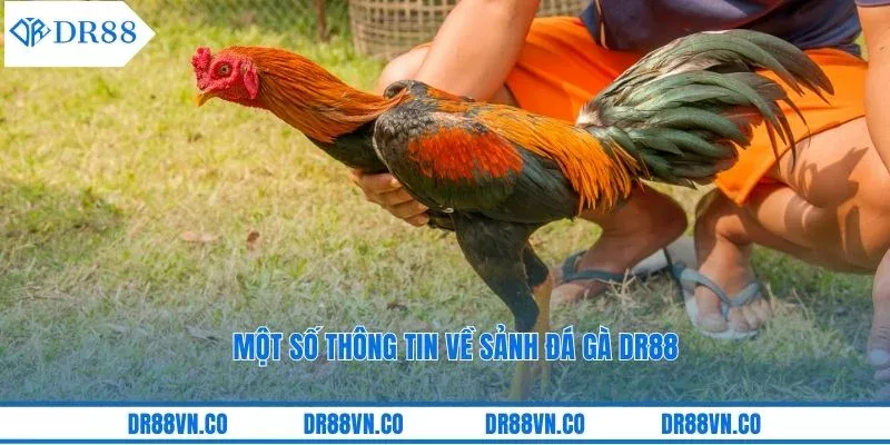 Một số thông tin về sảnh đá gà DR88