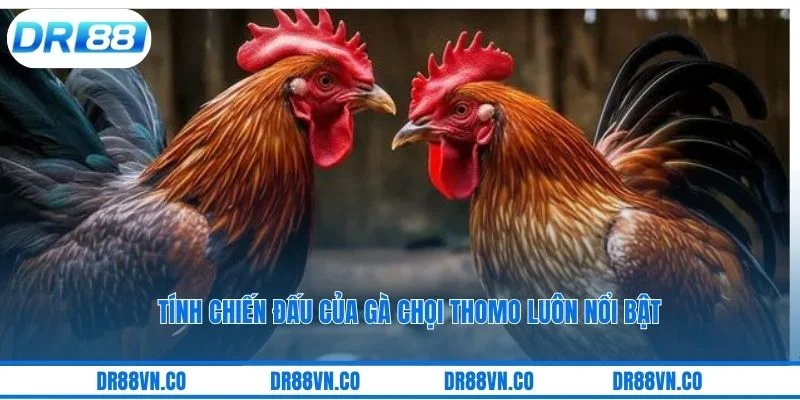 Tính chiến đấu của gà chọi thomo luôn nổi bật