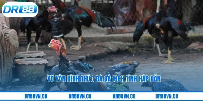 Vô vàn hình thức đá gà kịch tính hấp dẫn